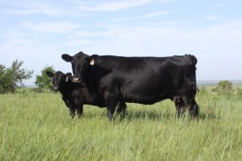 Modern Beef Production Cattle